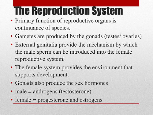 The Reproduction System Bullet Points
